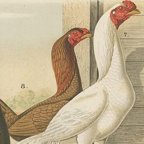Antique Bird Print of various Roosters and Chickens (1886), close-up 1