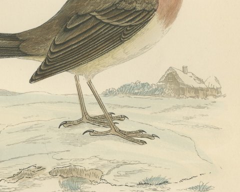 Robin Redbreast in Winter Snow by a Thatched Cottage, Morris, 1896, close-up 2