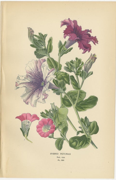 1897 Decorative Old Botanical Prints, Datura Sanguinea and Hybrid Petunias, view 3