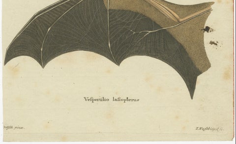 An Engraved Glimpse into the Nocturnal Ballet of Bats, circa 1774, close-up 4