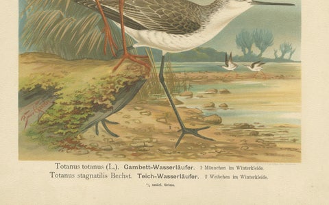 Redshank and Marsh Sandpiper, Antique Shorebird Lithograph c.1895, close-up 2