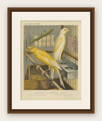 Antique Bird Print of the Manchester or Lancashire Coppies, Grey and Clear, shown framed