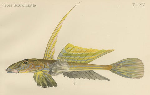 Common Dragonet - Graceful Hand-Coloured Scandinavian Fish Lithograph, 1895, close-up 4