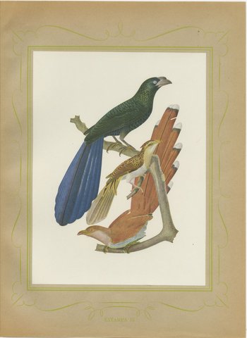 Long-Tailed Cuckoos, Brazilian Bird Print, Descourtilz, 1944, view 2