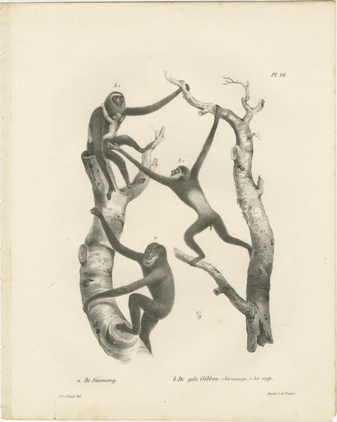 Orangutan, Chimpanzee, Siamang & Gibbons, Lithographs by C.Last, 1836, Primates, view 3