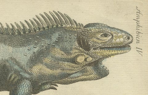 Antique Handcolored Engraving of Lizards, Iguana, Chameleon and Salamander, 1800, close-up 1