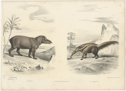 Old Original Hand-Colored Print of a Tapir and an Anteater, ca.1860, view 2