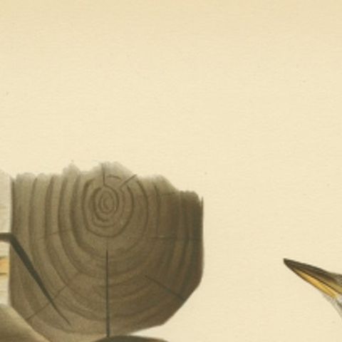 Antique Bird Print of the Grey-Headed Woodpecker by Von Wright, 1927, close-up 1