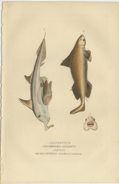 Marine Majesty: Swordfish & Sealife Engravings in Old Handcoloring, 1845, view 3