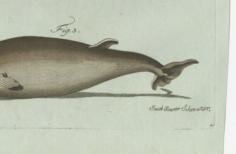 Original Antique Print of Orca, Whale and Dolphin by Bertuch, 1805, close-up 3
