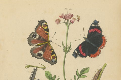 Pair of French Butterfly Engravings with Caterpillars by E. Guérin, 1835, close-up 5