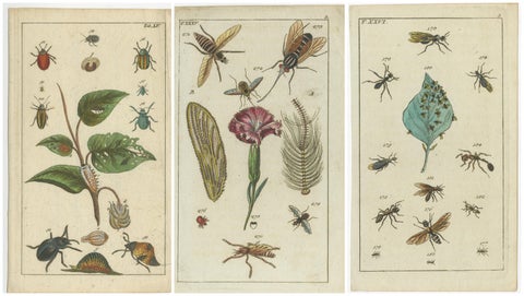 Antique Insect Prints: Small Vibrant Engravings of Bugs, Leaves & Flowers, 1832, view 5