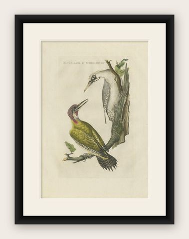Antique Bird Print of the Green Woodpecker by Sepp & Nozeman, 1809, shown framed