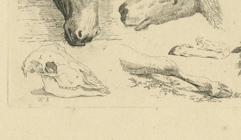Detailed Etching of Horse, Cow, Goat, and Sheep Heads by Oberman, 1809, close-up 1