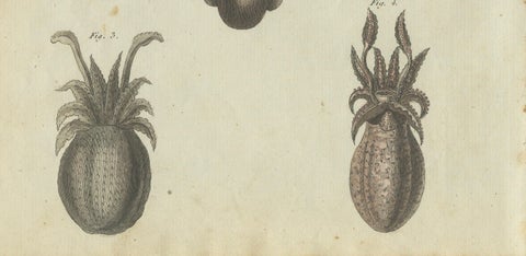 Intricate Depictions of Marine Life: Hand-Colored Copperplate Engraving, 1805, close-up 1