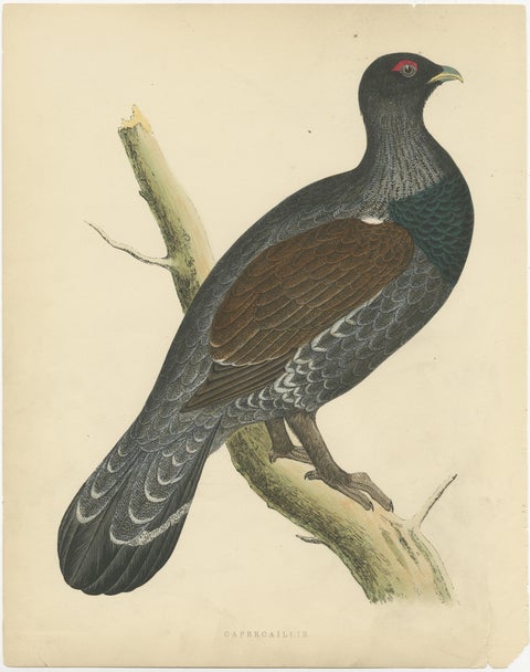 Original Antique Bird Print of a Capercaillie, 1855, view 2