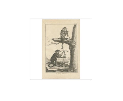 Antique Print of a Macaque and a Red-Shanked Douc by D. Diderot, 1751, view 4