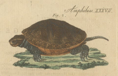 Antique Handcolored Engraving of Turtles and Tortoises, c.1800, close-up 5