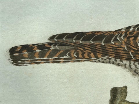 Rufous Cuckoo, Hand-Coloured Engraving with Dutch Text, 1770–1829, view 9