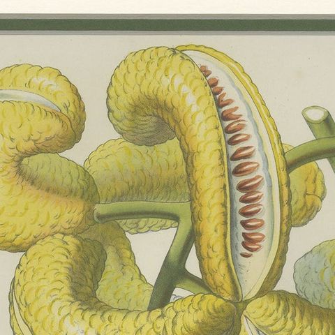 Antique Botany Print of the Decaisnea by Van Houtte 'c.1845', close-up 1
