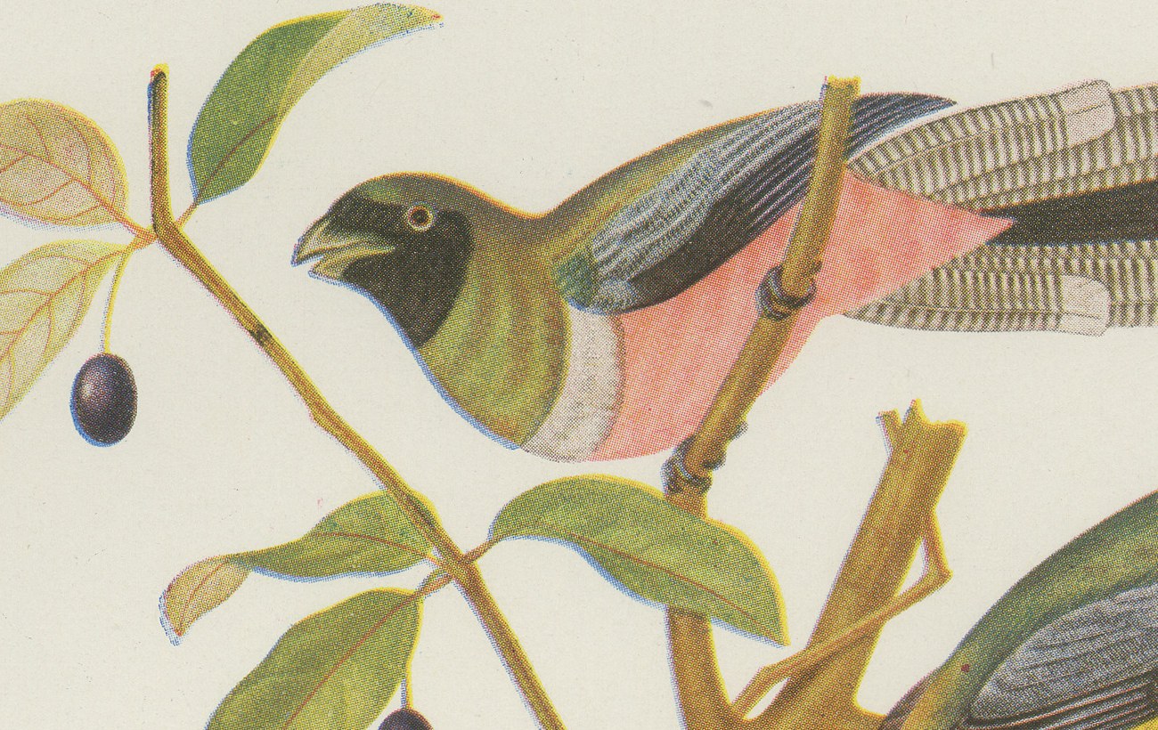 Trogons and Jays, Brazilian Bird Print, Descourtilz, 1944, view 3