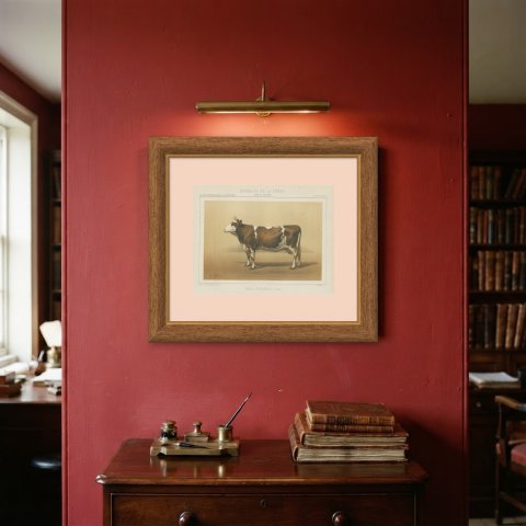 Mancelle Cow, French Cattle Breed, Antique Chromolithograph by Borie, 1863, shown framed on a wall