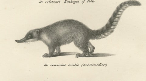 Rare 19th-Century Lithograph of Kinkajou, Coati, and European Badger, close-up 5