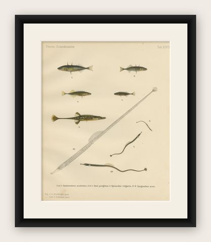 Sticklebacks and Pipefish - Graceful and Intricate Scandinavian Fish Litho, 1895, shown framed