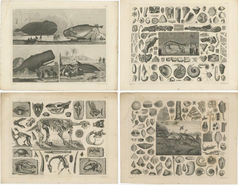 Set of 4 Antique Prints of various Marine Life and Fossils by Heck 'c.1850', view 3