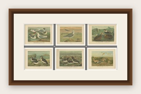 Set of 6 Antique Ornithology Chromolithographs, Arctic & European Birds, c.1890, shown framed