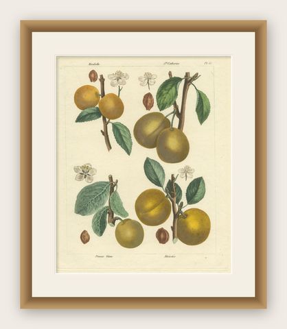 Botanical Print: Mirabelle, St. Catherine, White Plum & Apricot, 1821, shown framed