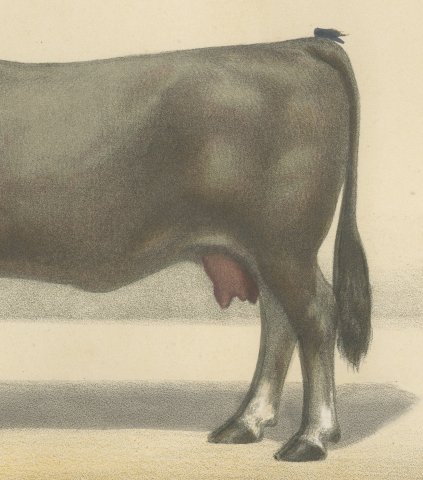 Gascon Cow, French Cattle Chromolithograph from Animaux de la Ferme, 1863, close-up 3