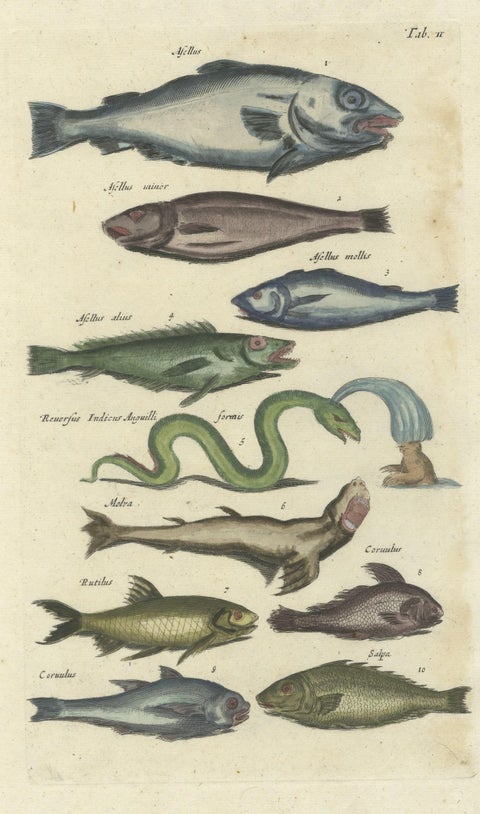 Original 17th Century Hand-Colored Print of a Roach, Sea Snake and other Fish, close-up 1