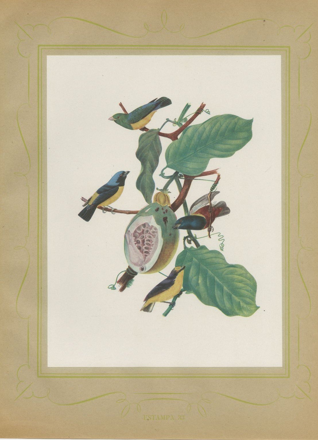 Tanagers and Euphonias on a Papaya, Brazilian Bird Print, Descourtilz, 1944