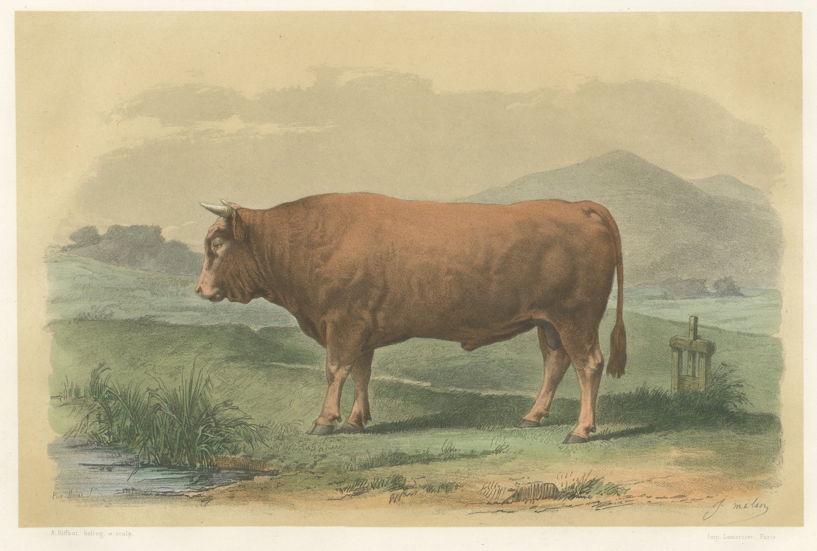 Limousin Bull, Antique French Cattle Print after Melin, 1873