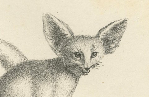 19th-Century Lithograph of Foxes, Fennec Fox, and Senegal Jackal in the Wild, close-up 4