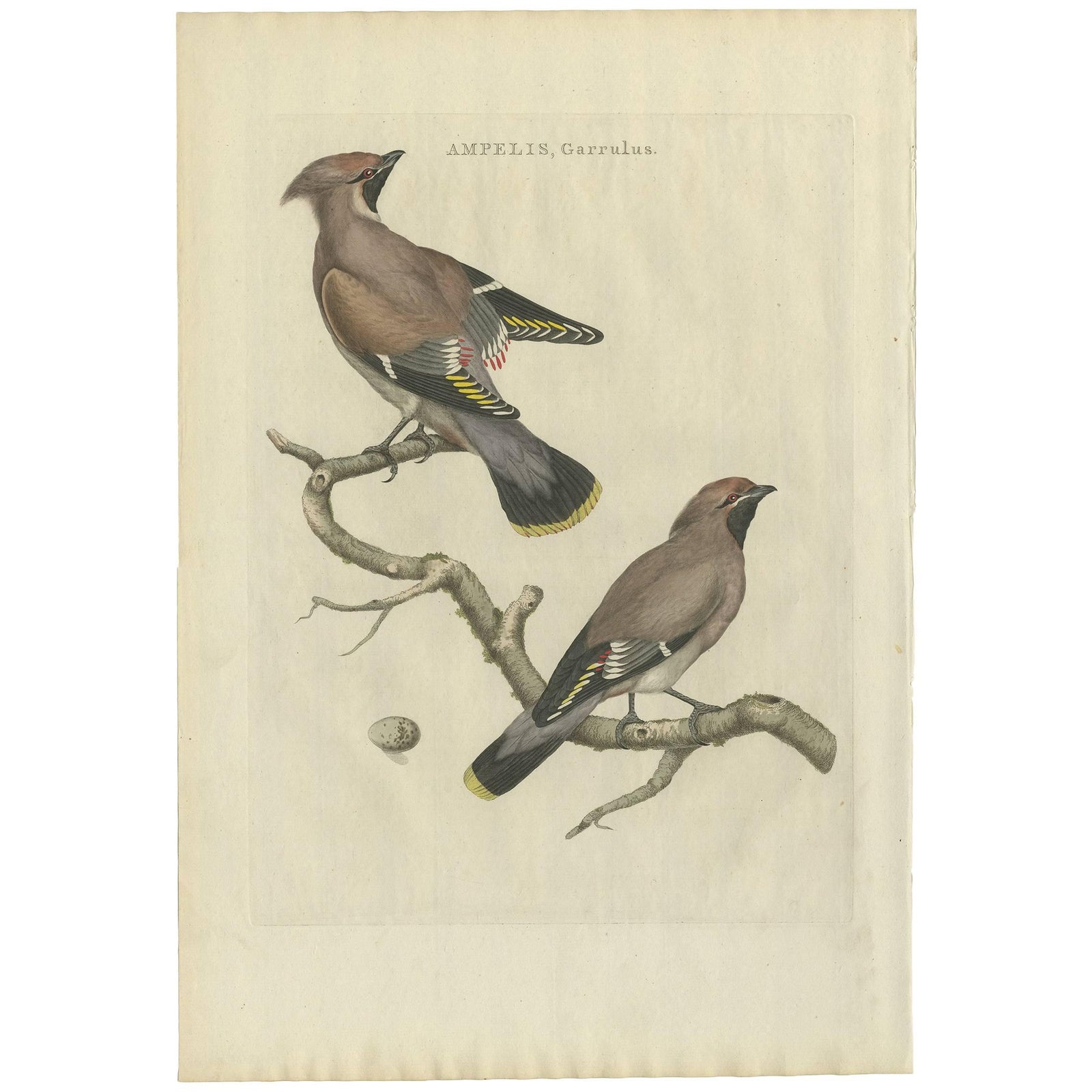 Bohemian Waxwing, Ampelis Garrulus from Nederlandsche Vogelen, 1797