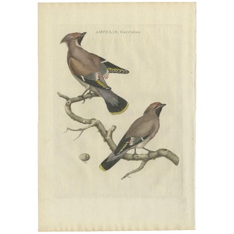 Bohemian Waxwing, Ampelis Garrulus from Nederlandsche Vogelen, 1797