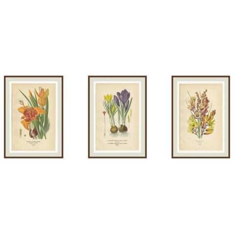 Antique Chromolithographs of Peacock Tiger-Flower, Crocus & Ixia, 1897