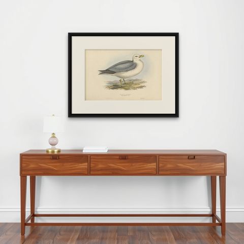 Fulmar Petrel, Antique Seabird Lithograph by John Gould, c.1832, shown framed on a wall