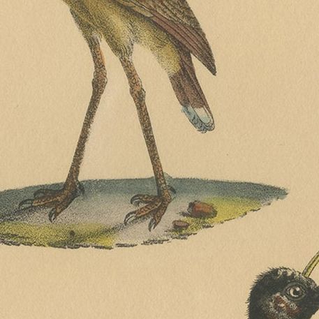 Pl. 135 Antique Bird Print of a Seriema & Kamichi by Lejeune 'c.1830', close-up 1