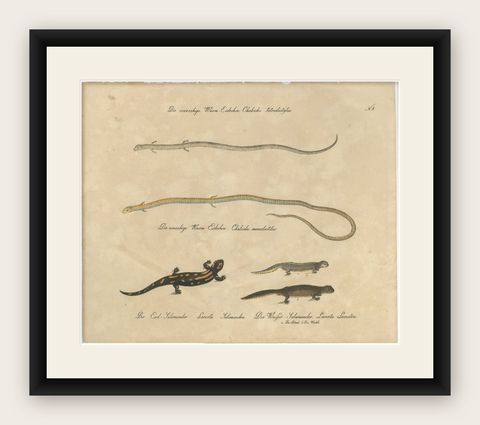 Antique Salamander & Reptile Lithograph by Karl Joseph Brodtmann, 1816, shown framed