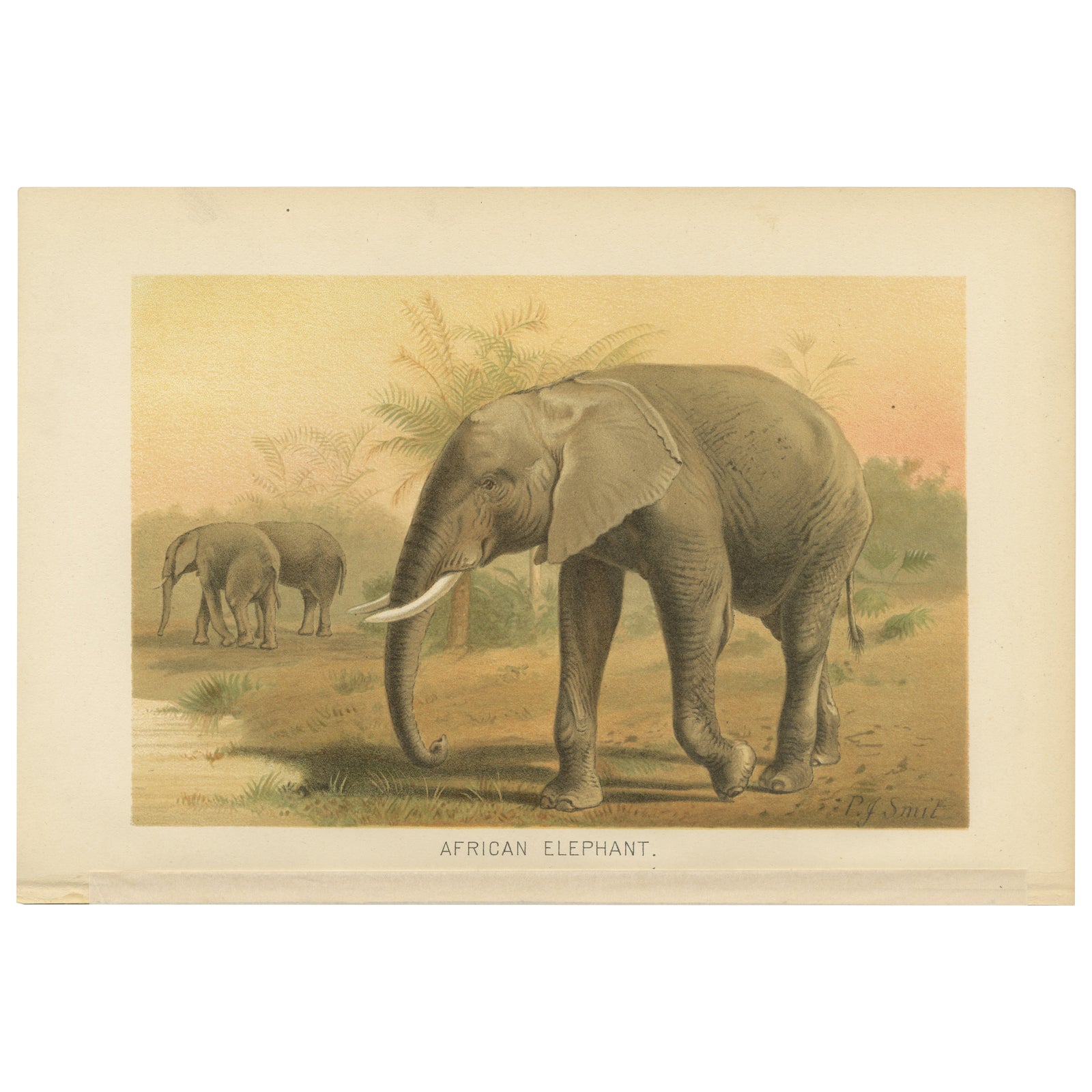 African Elephant, Antique Wildlife Chromolithograph, Royal Natural History 1894