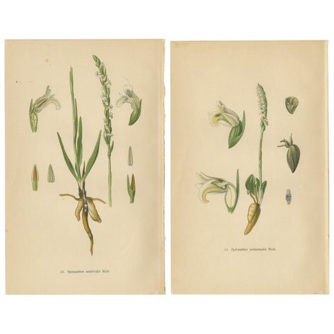 Spiranthes Splendor: Vintage Botanicals from 1904