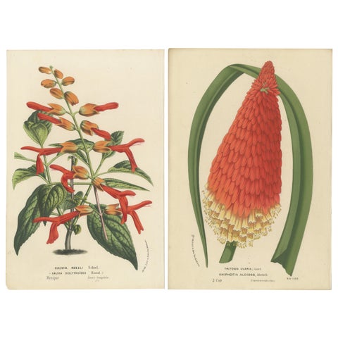 Vivid Visions: Roezl's Sage and Red Hot Poker in Botanical Art, circa 1875