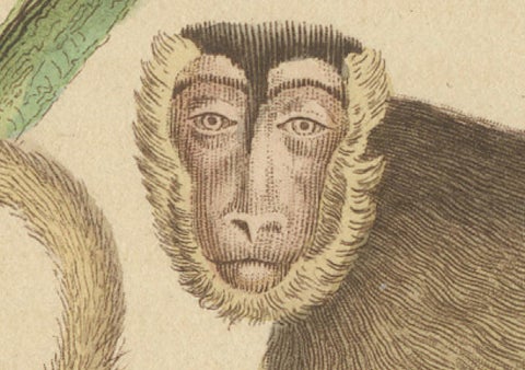 Antique Primate Engraving of a Sapajou Atèle Hybride and Macaque Domestique 1825, close-up 1