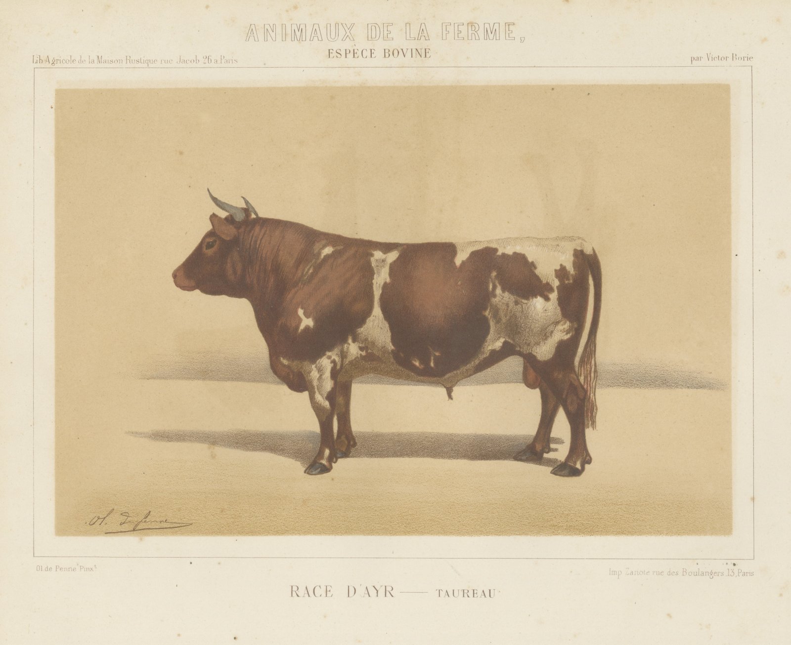 Ayrshire Bull, Scottish Cattle Chromolithograph by Olivier de Penne, 1863