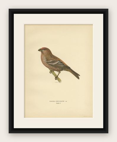 Antique Bird Print of The Pine Grosbeak by Von Wright, 1927, shown framed