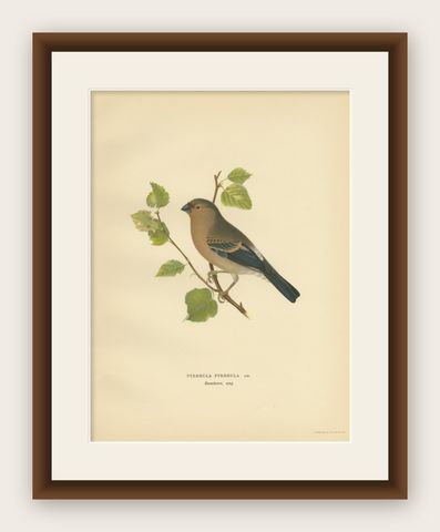Antique Bird Print of the Eurasian Bullfinch by Von Wright, 1927, shown framed
