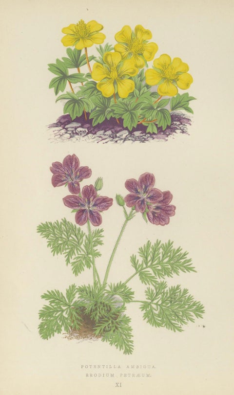 Yellow Cinquefoil and Rock Cranesbill, hand-coloured botanical print, 1874, close-up 5